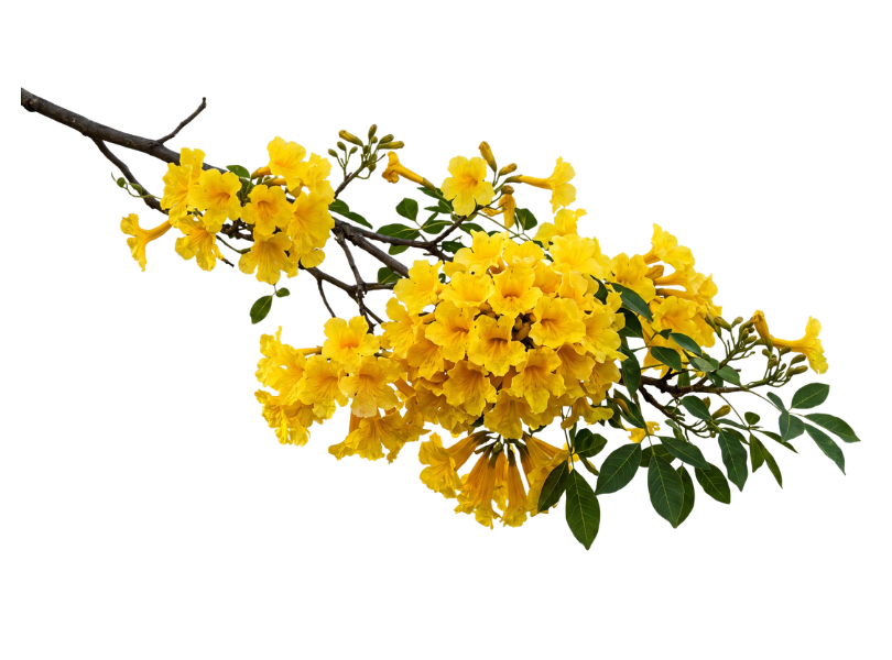 Flor do ipê amarelo