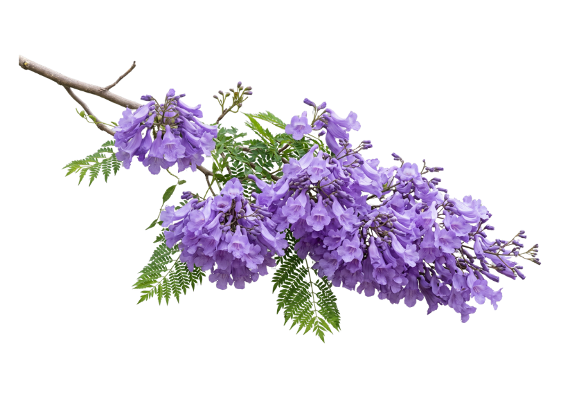 Flor do jacarandá